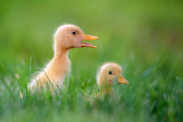 Funny  Little yellow duckling on spring green grass