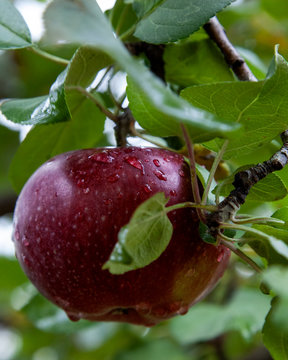 Apple, ready for picking
