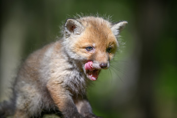 Red fox, vulpes vulpes, small young cub in forest