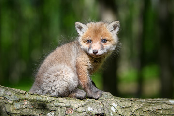 Red fox, vulpes vulpes, small young cub in forest on branch