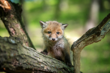 Naklejka na ściany i meble Red fox, vulpes vulpes, small young cub in forest on branch