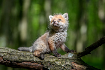 Red fox, vulpes vulpes, small young cub in forest on branch