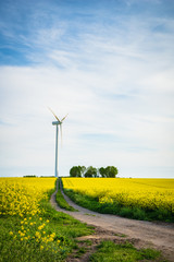 Denmark countryside landscape in spring with flower field and wind power turbine