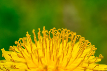 Bright yellow flower and its individual elements (stamens) in close-up focus. Dandelion in macro mode.