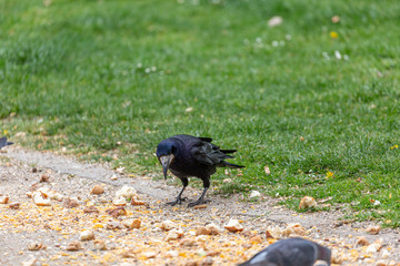 Raven and pigeons eat in park