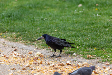 Raven and pigeons eat in park