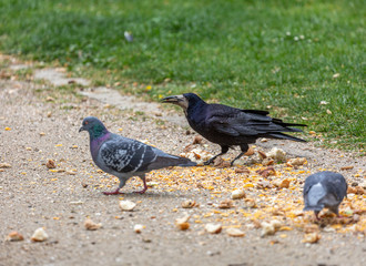 Obraz premium Raven and pigeons eat in park
