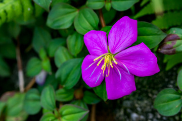 Princess flower with colorful stamens and pistils.
