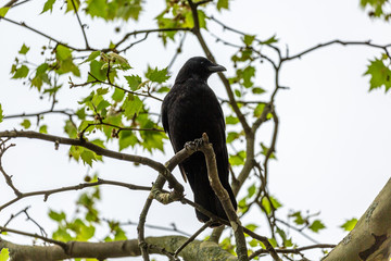 Raven on branch in park