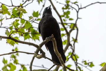 Raven on branch in park