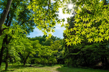 Fototapeta na wymiar Beautiful forest in spring with bright sunlight shining on the Japanese maple.