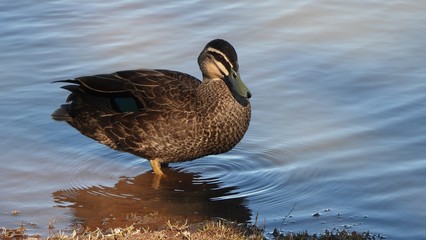 duck on the water
