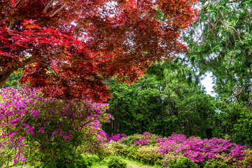 Beautiful forest in spring harmonized with the deep red of Japanese maple and pink azaleas.