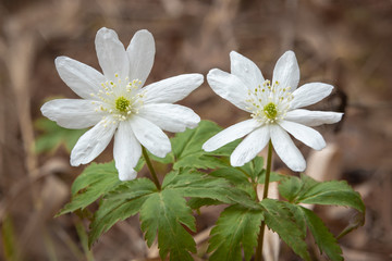 Flowers snowdrop Anemone