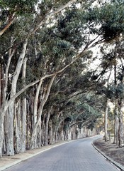 Close up of big Eucalyptus tree on a small rural road