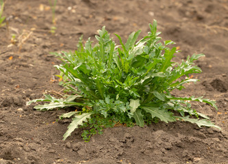 Arugula grows well in the garden. The benefits of this plant