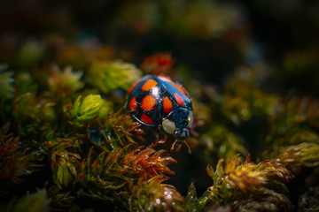 close-up ladybug on moss