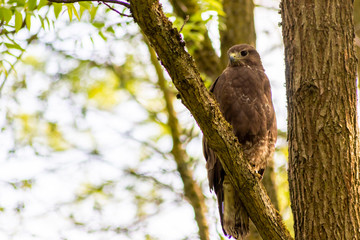 Im Baum sitzender großer Greifvogel als König der Lüfte mit scharfen Adleraugen auf Beutezug wartet aufmerksam in seinem Jagdrevier und jagt nach Kaninchen, Mäusen und kleinen Vögeln
