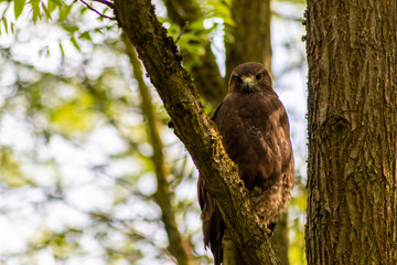 Im Baum sitzender großer Greifvogel als König der Lüfte mit scharfen Adleraugen auf Beutezug wartet aufmerksam in seinem Jagdrevier und jagt nach Kaninchen, Mäusen und kleinen Vögeln