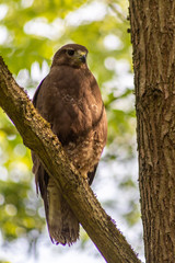 Im Baum sitzender großer Greifvogel als König der Lüfte mit scharfen Adleraugen auf Beutezug wartet aufmerksam in seinem Jagdrevier und jagt nach Kaninchen, Mäusen und kleinen Vögeln