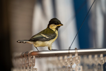 洗濯ハンガーに留まるシジュウカラの幼鳥