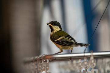 洗濯ハンガーに留まるシジュウカラの幼鳥