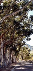 Close up of big Eucalyptus tree on a small rural road