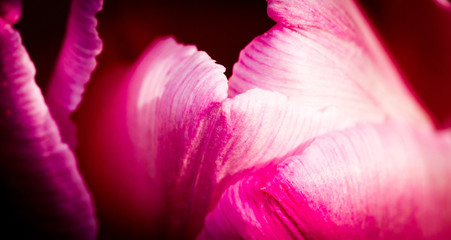 Lush petals of spring pink tulips in close-up macro