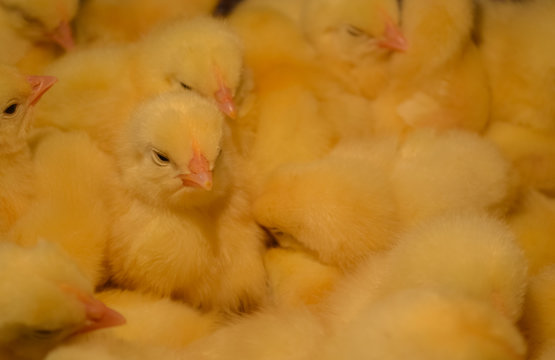 A lot of cute yellow chiks sleeping together background