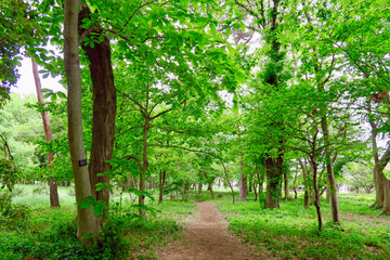 東村山中央公園