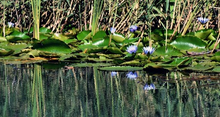 Close up of  beautiful blue water lilies in a pond