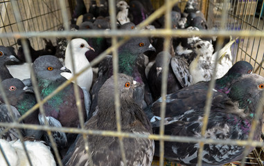 many dove, pigeons in a cage