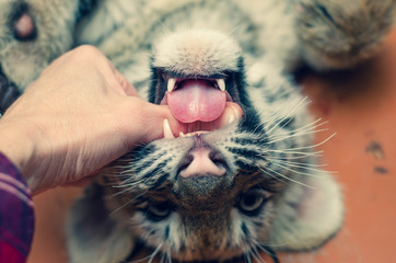 Photo in which a tiger cub plays with human hands.