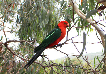 Australian King Parrot