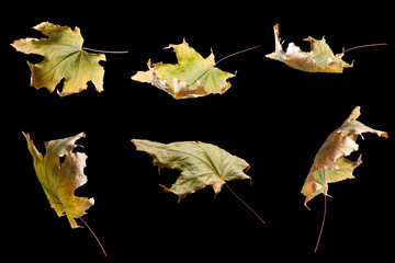 Set of autumn maple leaves isolated on black background