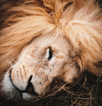 Photo of lion sleeping