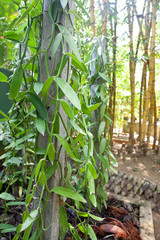 Obraz premium Branches with vanilla leaves braid a tree in a bamboo grove.