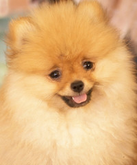 Fluffy red Pomeranian spitz. Smiling cheerful cute dog. Charming puppy.