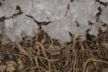 Texture of cracked ice and dry branches