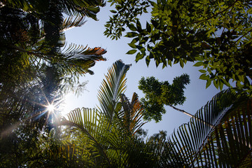 Fototapeta na wymiar Beautiful palm forest in with the sun shining through the leaves in a tropical jungle.
