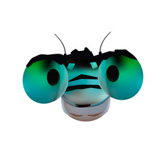 Naklejka premium The head of a merry dragonfly