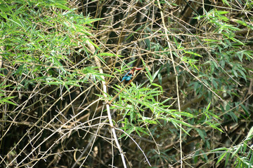 nature free in lock down
