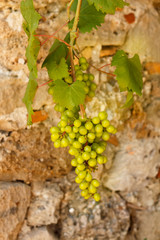 Grapevine on a brick wall background.  Ripening white grapes on the Mediterranean coast. 