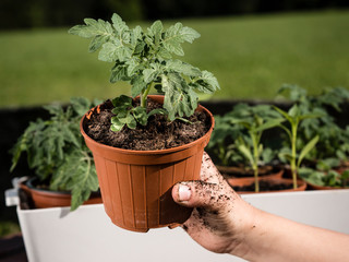 how to grow your own tomatoes from seed - dirty kids / gardeners hand holding young tomato plant in front of other tomato plants - organic vegetable gardening - gardening with kids