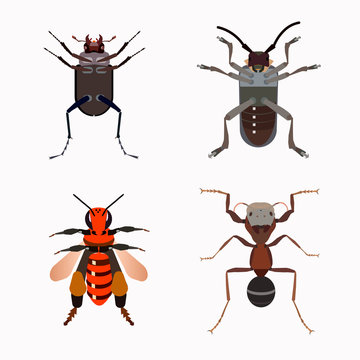 Stag beetle, Longhorn beetle, the ant and the wild bee