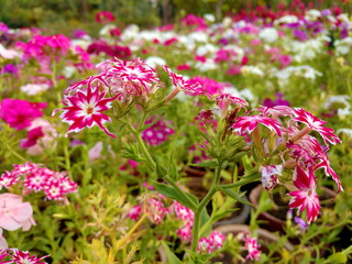 Beautiful gillyflowers blooming in Garden, beautiful little flowers close up in garden
