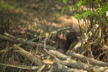 squirrel in the forest