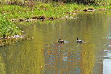 Ducks swim in the city pond on a sunny day