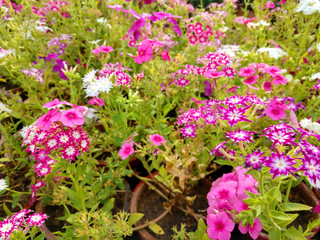 Beautiful gillyflowers blooming in Garden, beautiful little flowers close up in garden