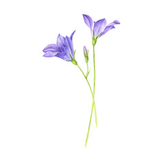 watercolor drawing wild flowers